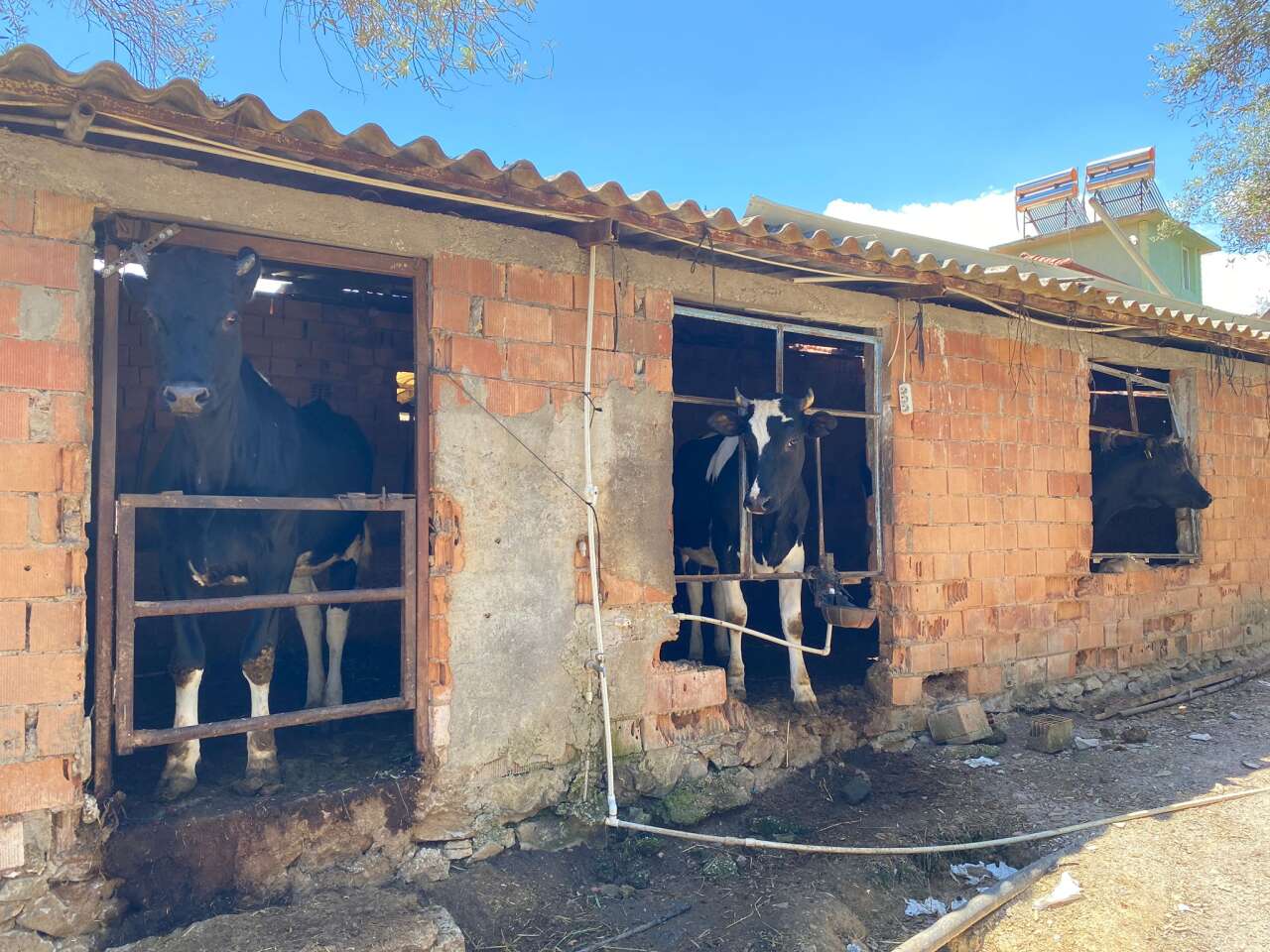 Menteşe’de 2026 Kurbanlık Fiyatları Belli Oldu 10